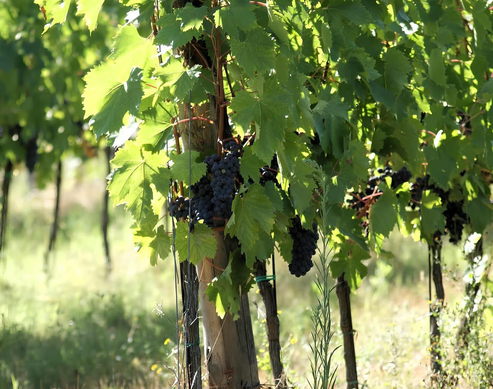Chianti: Besuch des Weinkellers und der Weinberge mit Wein- und Ölverkostung