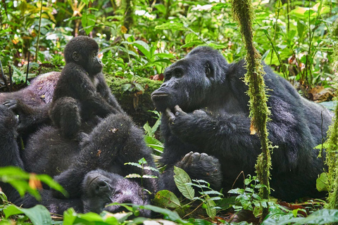 Kenya och Uganda: 7-dagars safari med gorillaspårning