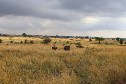 Nairobi National Park: Half-Day TripNairobi National Park: Half-Day Trip in a 4X4