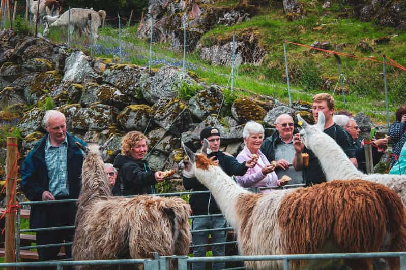 Ljøen, Hellesylt: Ljøen Farm Tour | GetYourGuide