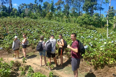 Munduk: Cascata, piantagioni di caffè e sentiero delle ortensie