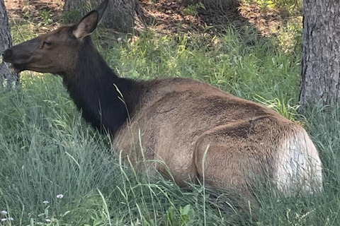 Banff: tour guiado a pie por la ciudad con aperitivoCiudad de Banff: visita guiada a pie con merienda