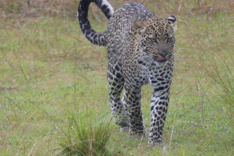 Kigali: Akagera National Park Safari with Boat Cruise