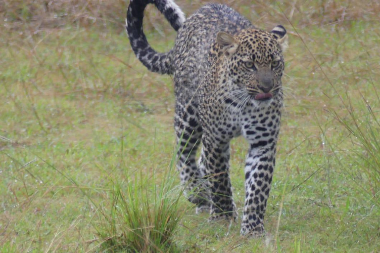 Kigali: Akagera National Park Safari with Boat Cruise