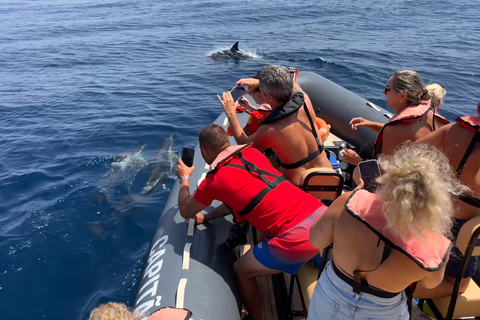 Portimão: Dolphins and Marine Life boat tour with Biologist Small-group Tour