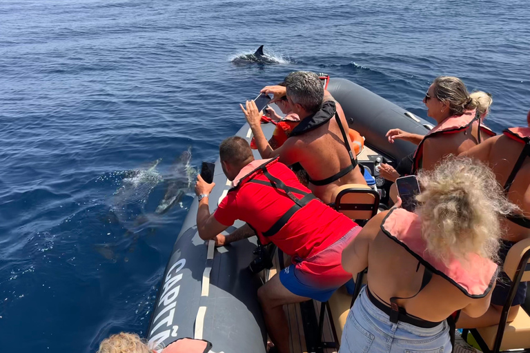 Portimão: Tour en barco con Delfines y Vida Marina con BiólogoTour privado