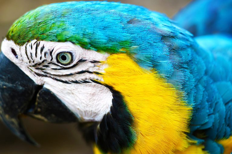 From Iquitos: 6-Day Amazon Jungle Camping Expedition