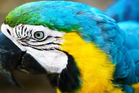 From Iquitos: 7-Day Amazon Jungle Adventure