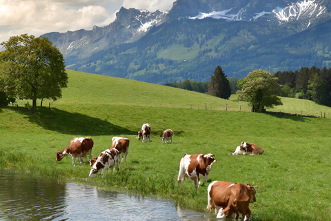 Zürich Privétour naar Liechtenstein en Heidiland