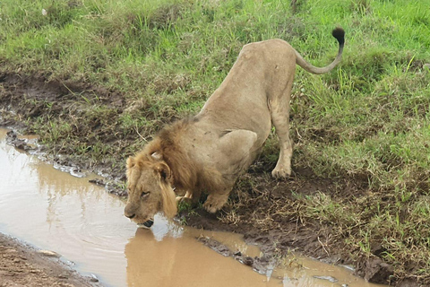 Nairobi National Park Predator Tracking Safari Tour