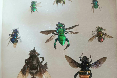 Santander: BioTour wild bees honey and more. Bee Masterclass + honey tasting or beeswax candle tasting