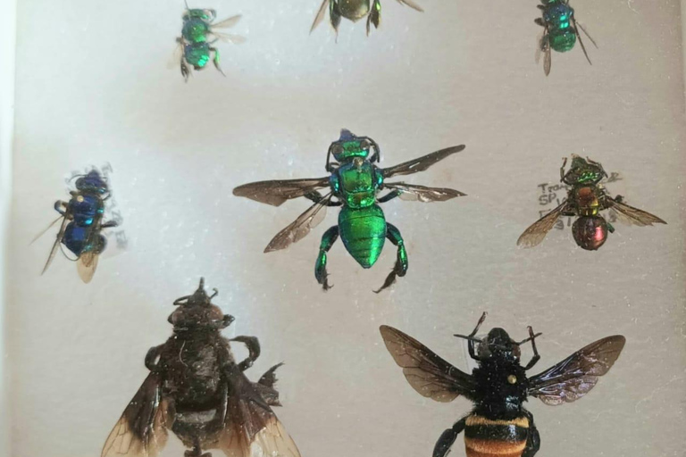 Santander: BioTour wild bees honey and more. Bee Masterclass + honey tasting or beeswax candle tasting