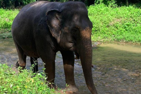 Krabi: Experiencia ética de cuidado de elefantes con traslado al hotelKrabi: Experiencia ética de cuidado de elefantes con servicio de recogida del hotel