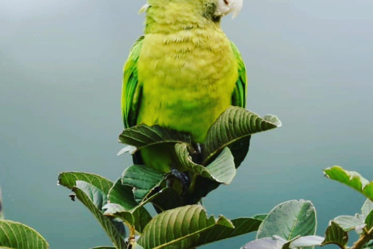 Monteverde: Dawn Birding with Finca Lantana's Owners