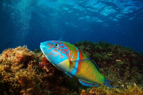 Excursão guiada de mergulho com snorkel em Playa ChicaPasseio guiado de mergulho com snorkel em Playa Chica