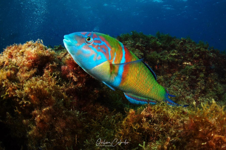 Excursão guiada de mergulho com snorkel em Playa ChicaPasseio guiado de mergulho com snorkel em Playa Chica