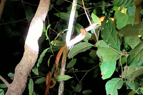 Khao Sok: Día de senderismo privado, cena en la selva y safari nocturno