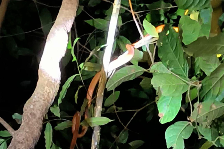 Khao Sok: Día de senderismo privado, cena en la selva y safari nocturno