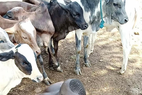 Etiopia: 8-dniowa wycieczka do doliny Omo i jezior Rift Valley