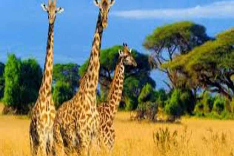 Nairobi: 2-tägige Safari im Amboseli-Nationalpark