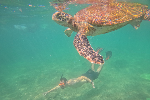 Mirissa: Guided Sea Turtle Snorkeling Experience