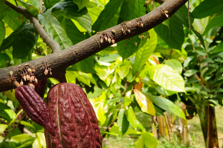 Puerto Maldonado: Amazonian Cacao Experience with Boat Ride
