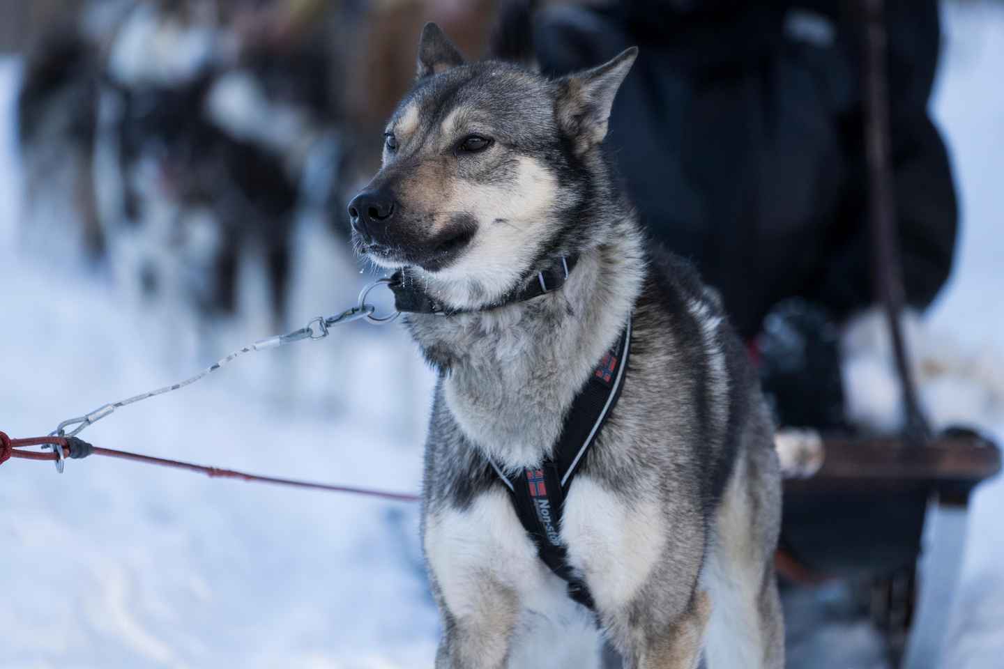 4hr Dog Sledding Trip on Finnmarksvidda