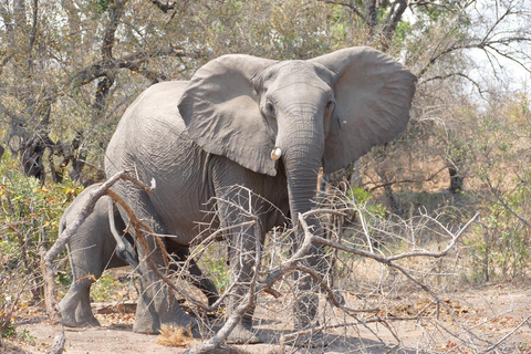 Tour di 2 giorni con rafting sullo Zambesi, safari con rinoceronti e Parco Nazionale di Chobe2 giorni di rafting sul fiume Zambesi, safari alla ricerca dei rinoceronti e tour del P