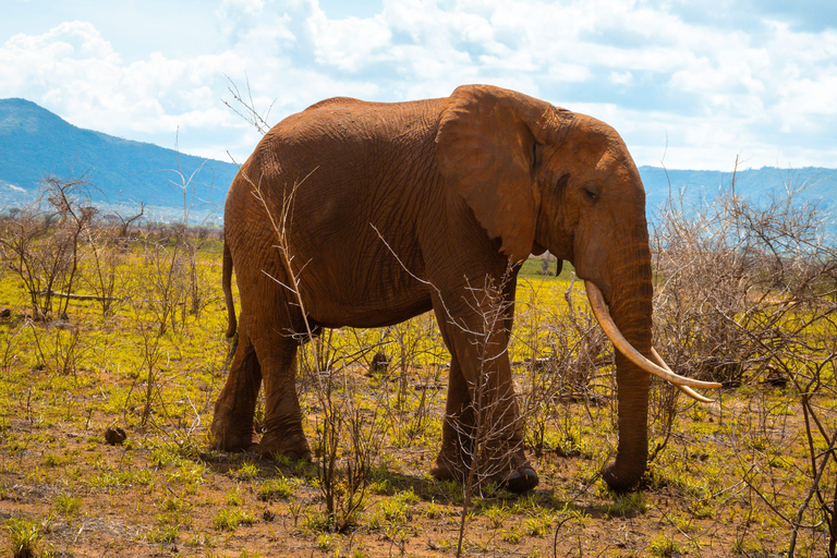 From Diani Beach or Mombasa: 2-Day Tsavo East Safari