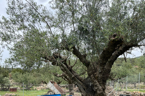 Kalamata: Farm-to-Table Experience with Cooking