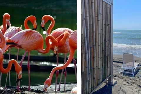 Zwarte Zee: Tocht langs het magnetische strand en de botanische tuin van Batumi