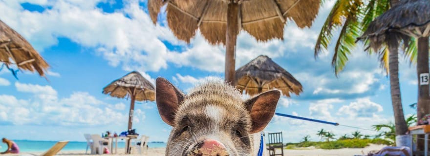 Koh Samui : Visite privée en hors-bord de Koh Madsum et Koh Tan