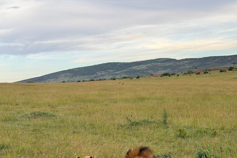 Nairobi: 3-Day epic trip to Maasai Mara Reserve with meals 3 days, 2 nights private safari to Mara in a tourist VAN