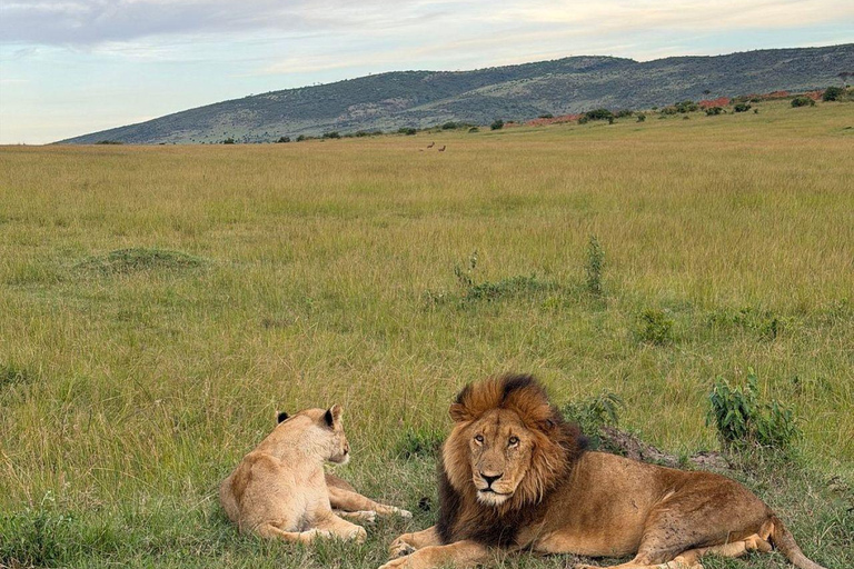Nairobi: 3-Day epic trip to Maasai Mara Reserve with meals 3 days, 2 nights private safari to Mara in a tourist VAN