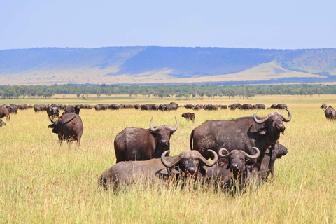 5 jours de safari gorilles et faune - Big 5 Safari5 jours de safari Gorille et faune - Big 5 Safari