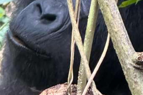 Da Kigali: Trekking di 3 giorni con i gorilla di Bwindi e il lago Bunyonyi