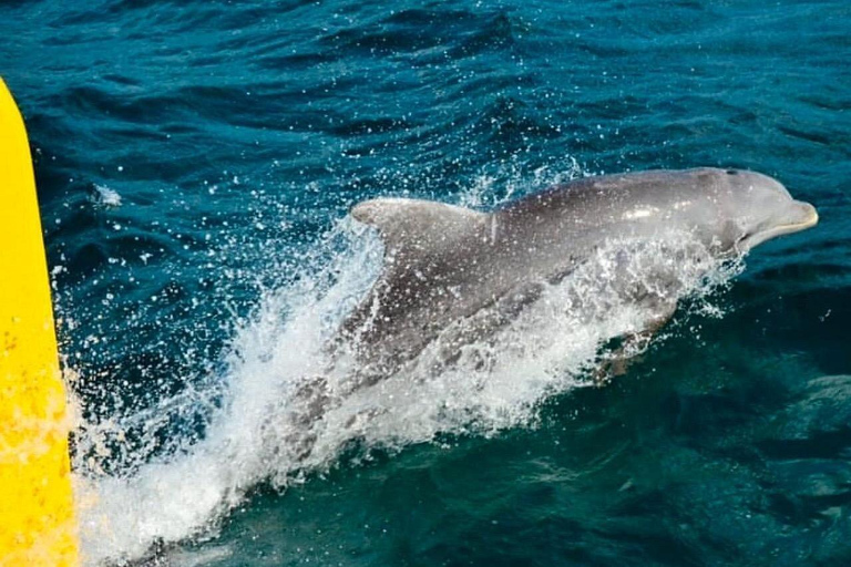牙买加：骑马探秘与日落双体船巡游牙买加：骑马体验与日落双体船巡游
