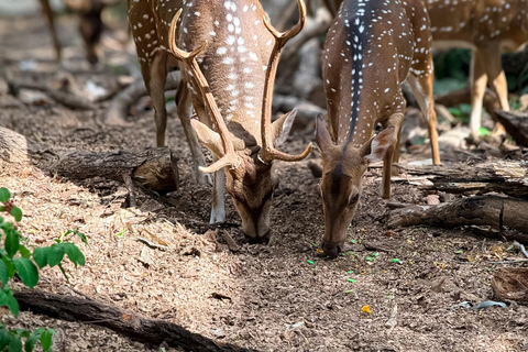 Tissamaharama: Watching Deer, Crocodile & Birds Village Tour Village Tour Shared