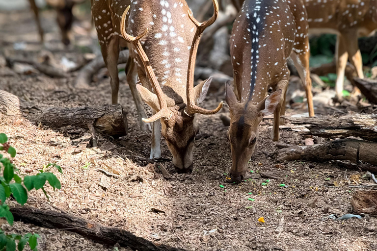 Tissamaharama: Watching Deer, Crocodile & Birds Village Tour Village Tour Shared