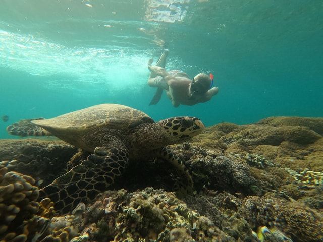 Gili Island Snorkeling Tour: 3 Gilis, 4 spots & GOPRO shoot