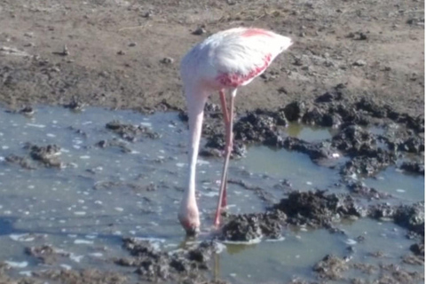 Viagem de 1 dia ao Lago Nakuru saindo de Nairóbi