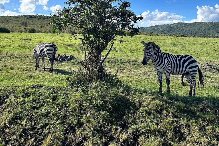 Nairobi: 3-Day epic trip to Maasai Mara Reserve with meals 3 days, 2 nights private safari to Mara in a tourist VAN