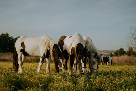 Side: Horse Safari and Family Activity Park Entry 2-Hour Extended Horse Safari Experience