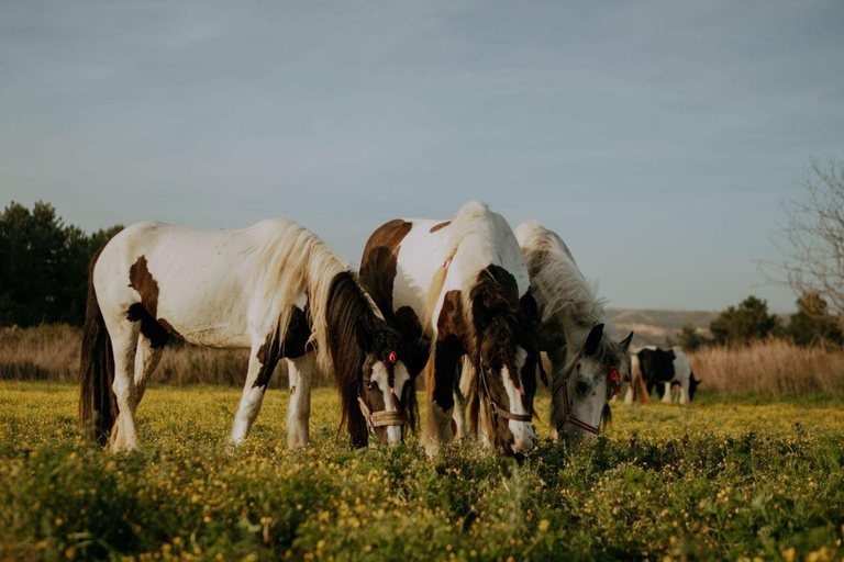 Side: Horse Safari and Family Activity Park Entry 2-Hour Extended Horse Safari Experience