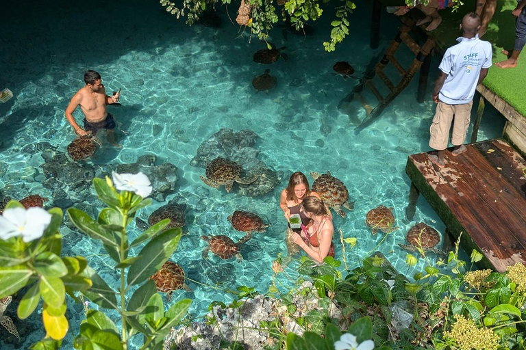 Zanzibar: Sea turtle Swim at Salam cave in Kizimkazi village Zanzibar: Swim with sanctuary Tortoise at salam and transfer