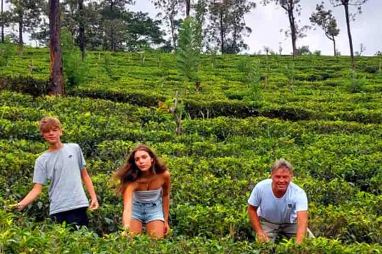 From Kandy: Nuwara Eliya Day Tours (Ambewela Railway Drop)