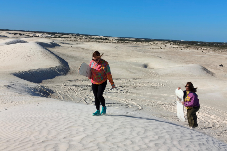 From Perth: Koala, Pinnacles Stargazing Day Tour