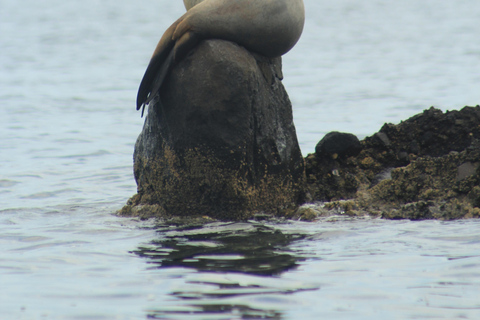 La Paz: Espiritu Santo Island Tour