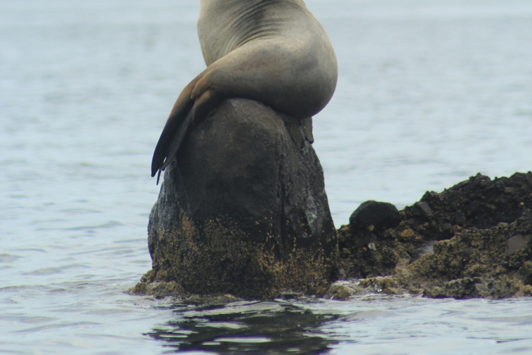 La Paz: Espiritu Santo Island Tour