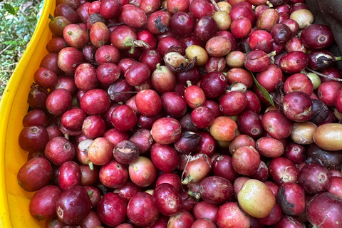 Minca: Varietals Coffee Taste & Marinka Waterfall